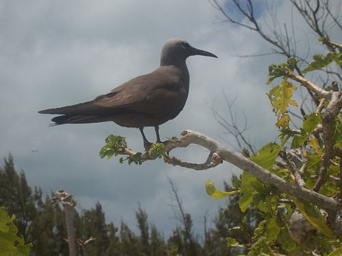 Lesser noddy